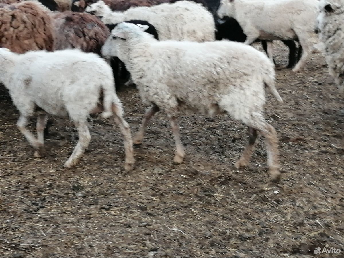Овцы бараны доставка купить на Зозу.ру - фотография № 1