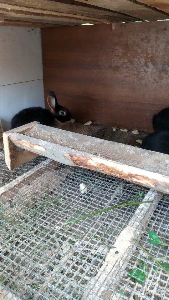 Черно-огненные кролики купить на Зозу.ру - фотография № 3