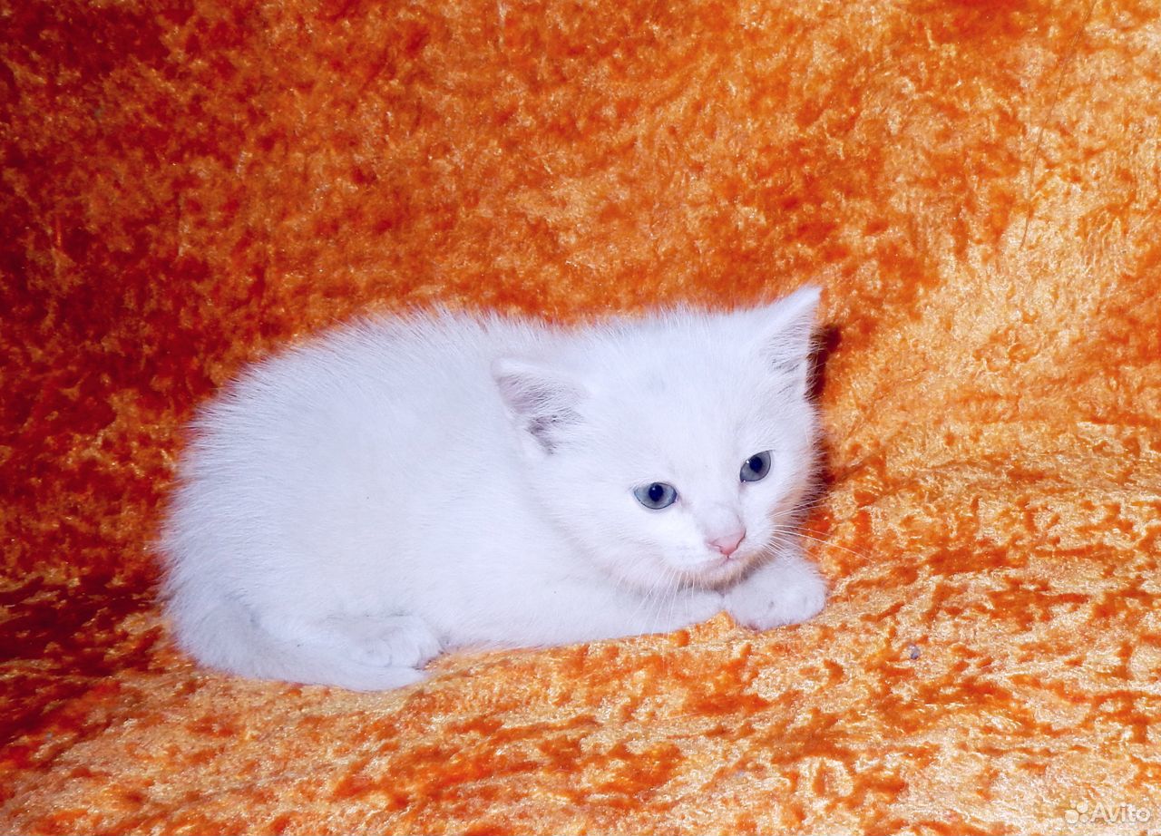 Белоснежные голубоглазые котики купить на Зозу.ру - фотография № 5
