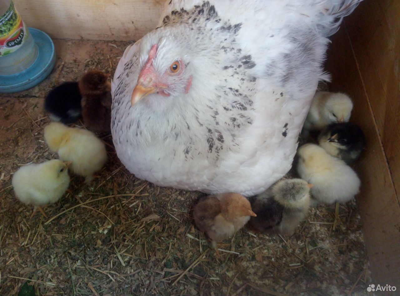 Квочка с 10 цыплятами купить на Зозу.ру - фотография № 1