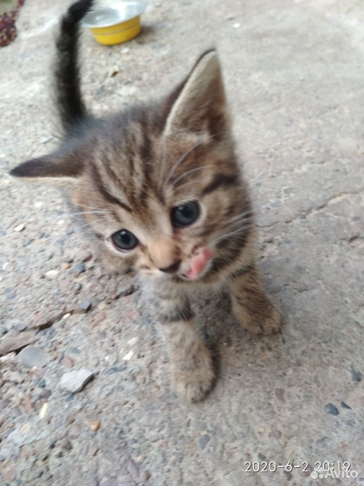 Милашки котята купить на Зозу.ру - фотография № 5