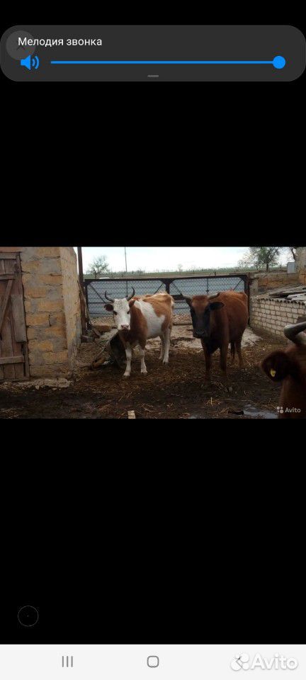4 дойные коровы купить на Зозу.ру - фотография № 2