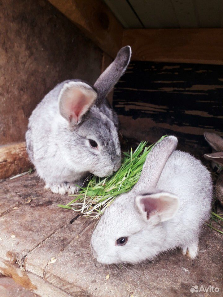 Кролики(1 месяц) купить на Зозу.ру - фотография № 3
