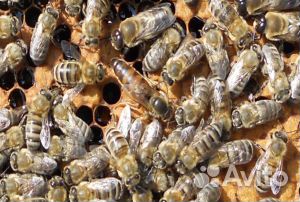 Продам лесных пчёл,с обучением в вашу тару купить на Зозу.ру - фотография № 1