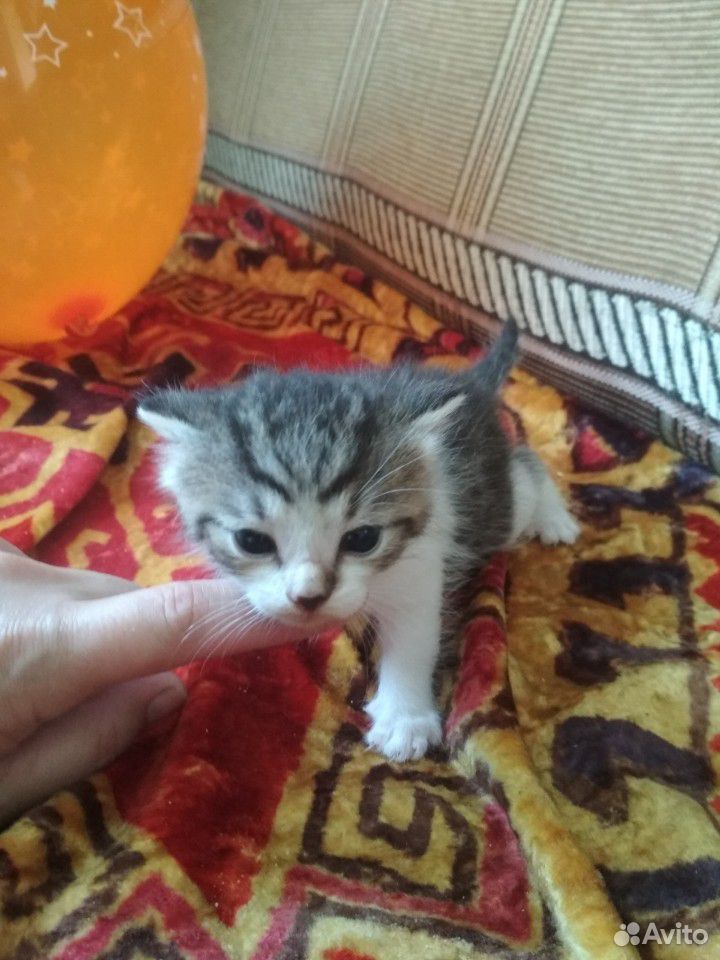 Милый котик купить на Зозу.ру - фотография № 2