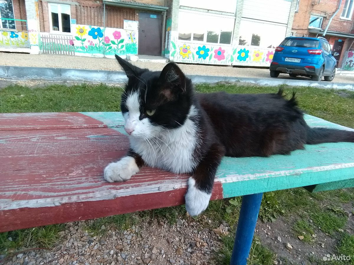 Бесплатно отдам кота в Мариинске купить на Зозу.ру - фотография № 1