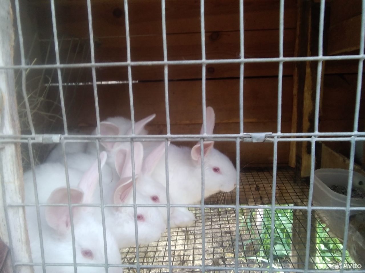 Кролики паннон купить на Зозу.ру - фотография № 3