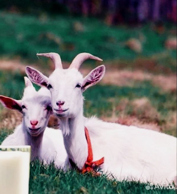 Продается молочная коза купить на Зозу.ру - фотография № 1