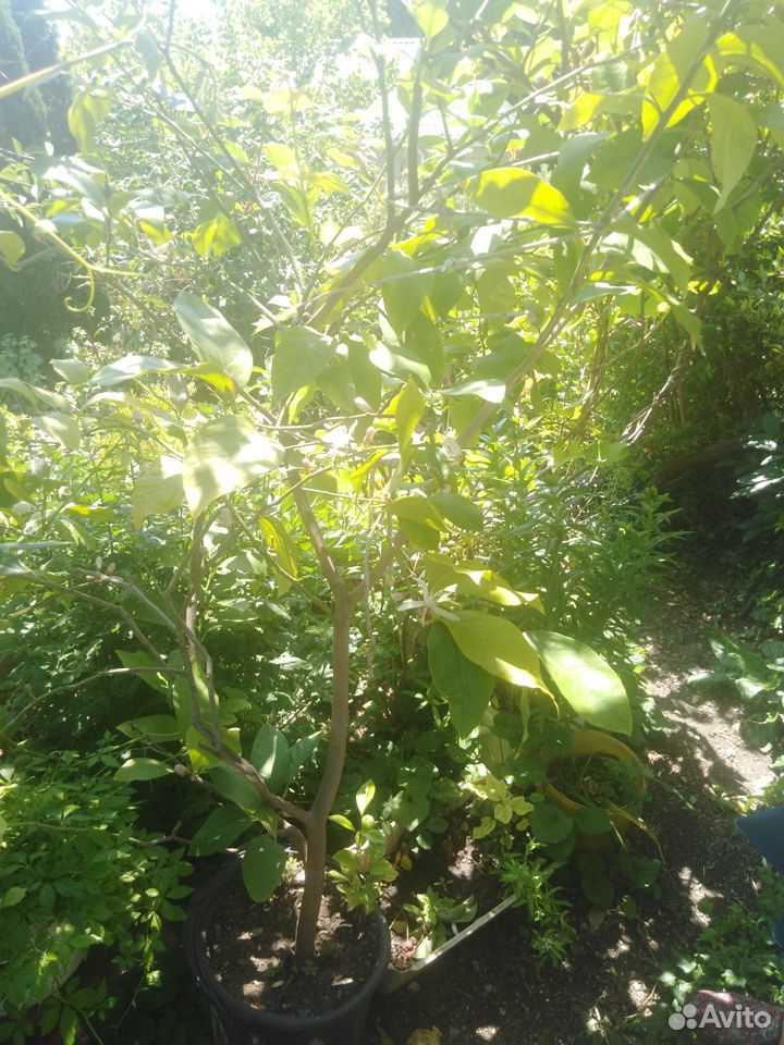 Лимон дерево взрослое купить на Зозу.ру - фотография № 2