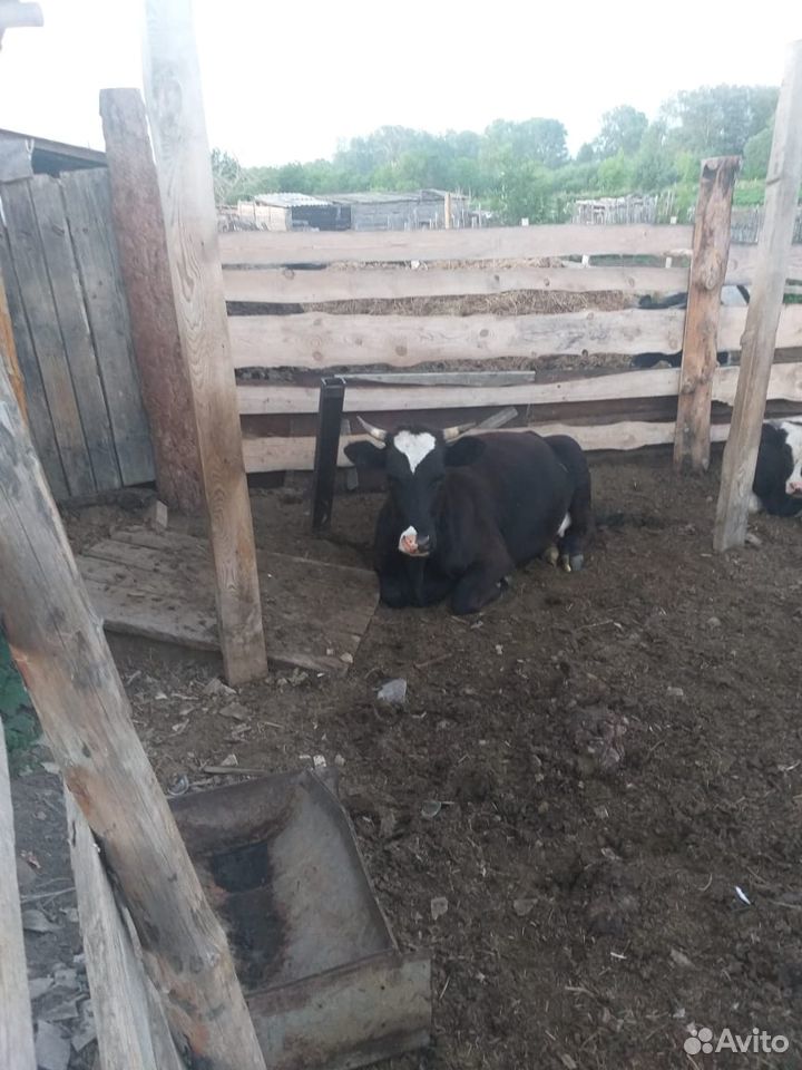 Корова второй отёл в июле купить на Зозу.ру - фотография № 2