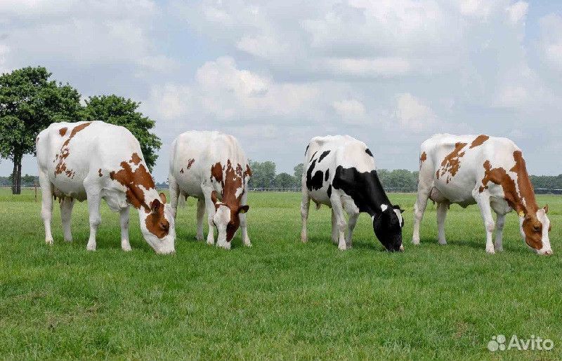 Коровы, тёлочка и бычок купить на Зозу.ру - фотография № 1