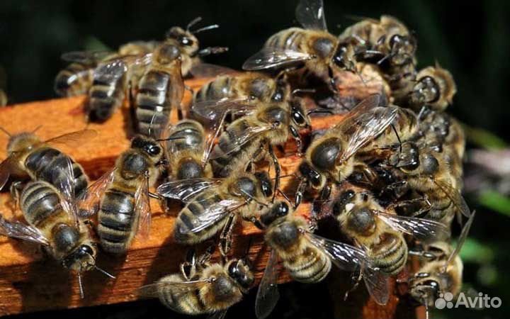 Миролюбивые Пчёлы. Пчелосемьи, пчелопакеты купить на Зозу.ру - фотография № 1