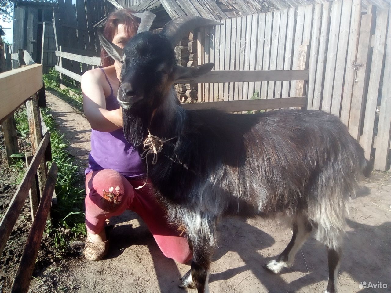 Козел 2 года,коза покрытая 1.5 года купить на Зозу.ру - фотография № 4