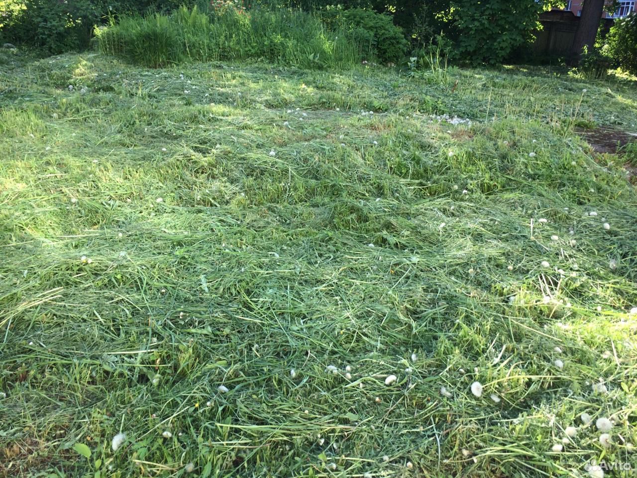 Трава свежескошенная (сено) для крс, кроликов купить на Зозу.ру - фотография № 2