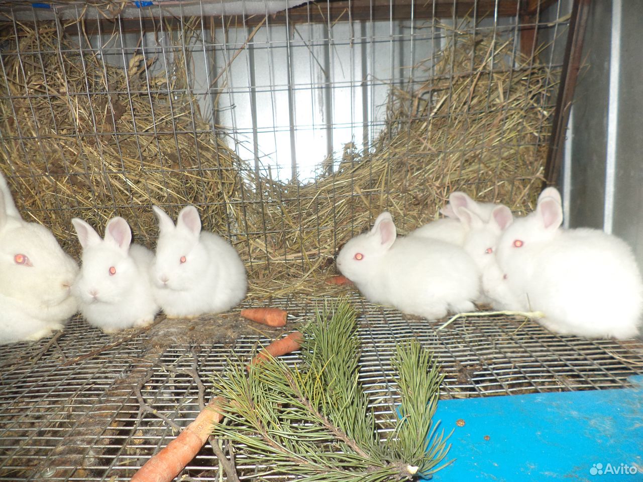 Купить кроликов ростов. НЗБ кролики. Новозеландская белая порода кроликов. Навозеландский крольчёнок. Новозеландский белый кролик в сене.
