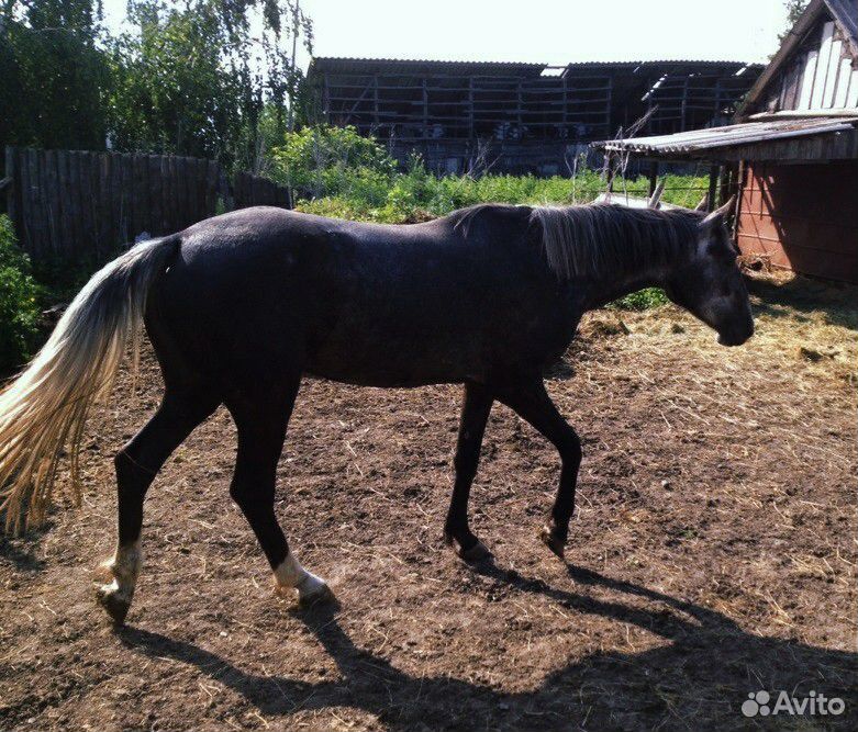 Продам лошадь купить на Зозу.ру - фотография № 5