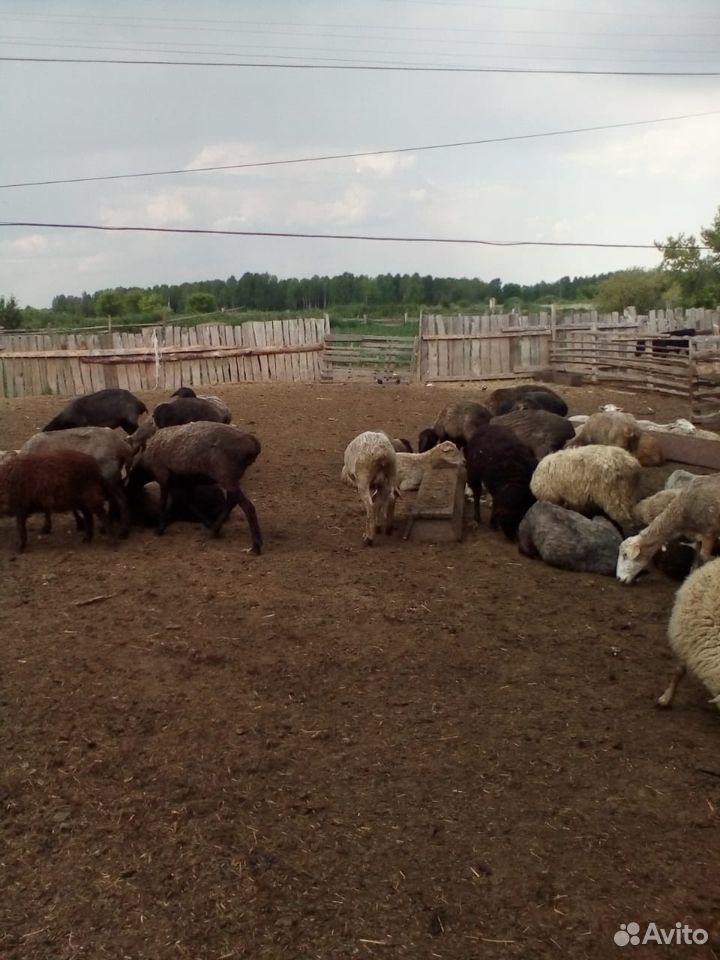 Овцы, бараны племенные купить на Зозу.ру - фотография № 6