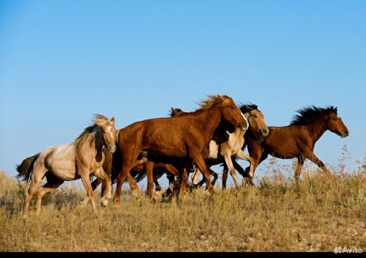 Продаются лошади купить на Зозу.ру - фотография № 1