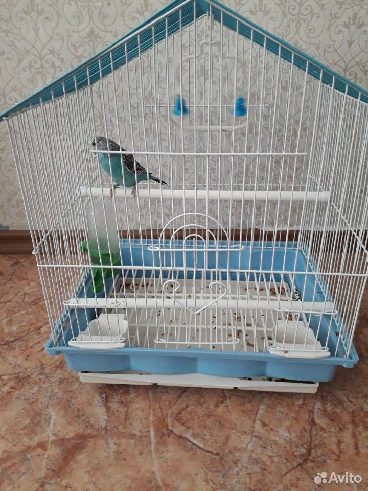 Попугай самец купить на Зозу.ру - фотография № 2