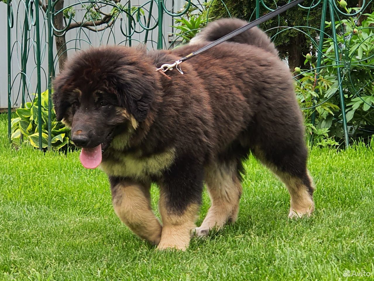 Предлагается щенок породы бурят-монгольская собака купить на Зозу.ру - фотография № 2