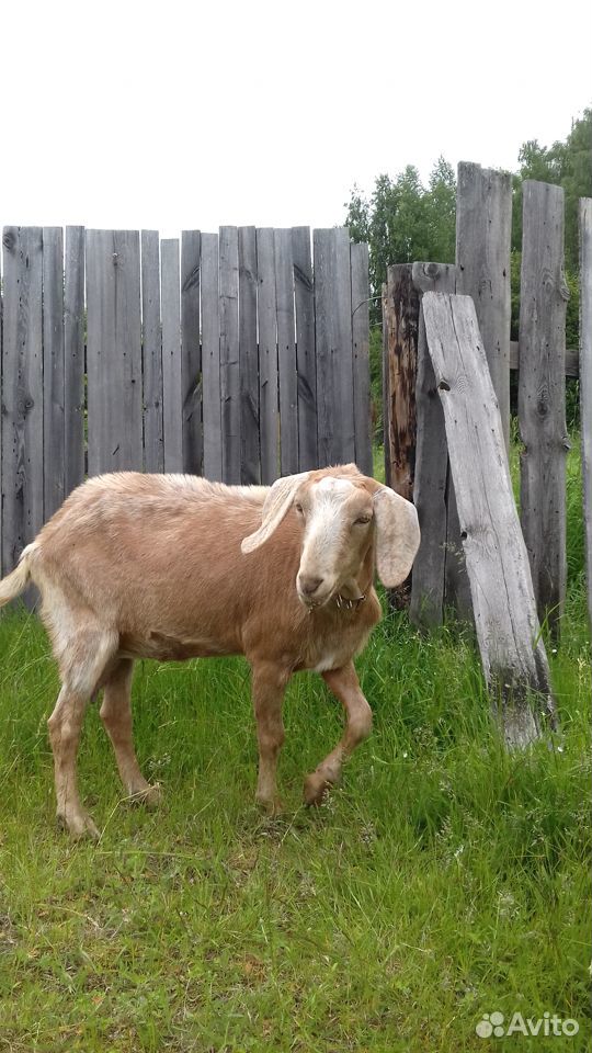 Англо-нубийская коза купить на Зозу.ру - фотография № 2