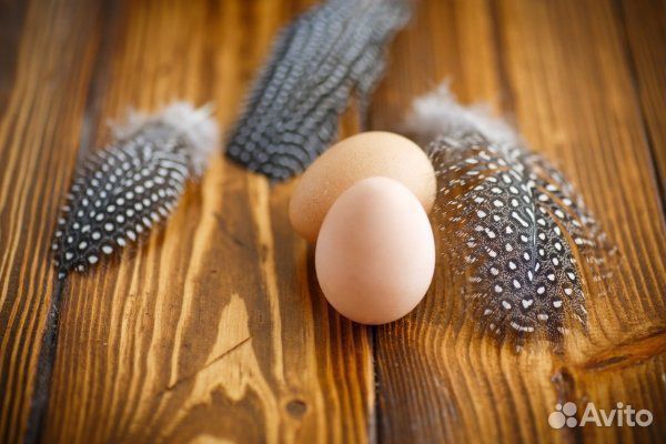 Продаются инкубационные яйца цесарки купить на Зозу.ру - фотография № 1