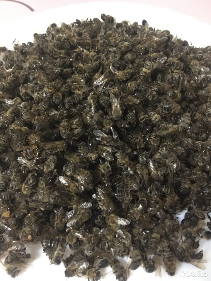Пчелиный подмор купить на Зозу.ру - фотография № 1