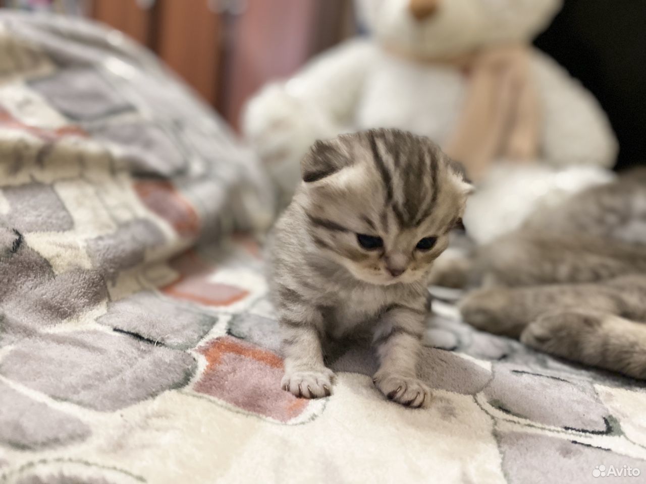 Вислоухие котята купить на Зозу.ру - фотография № 9