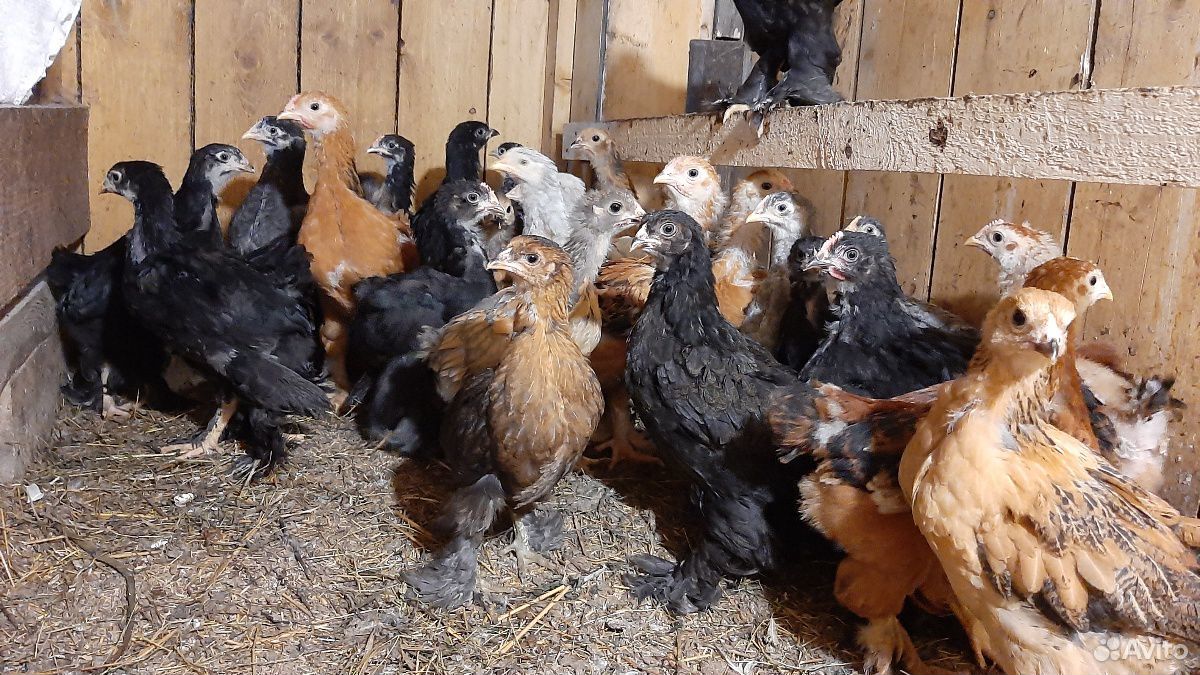 Куры и цыплята разного возроста породы Кохинхин и купить на Зозу.ру - фотография № 5
