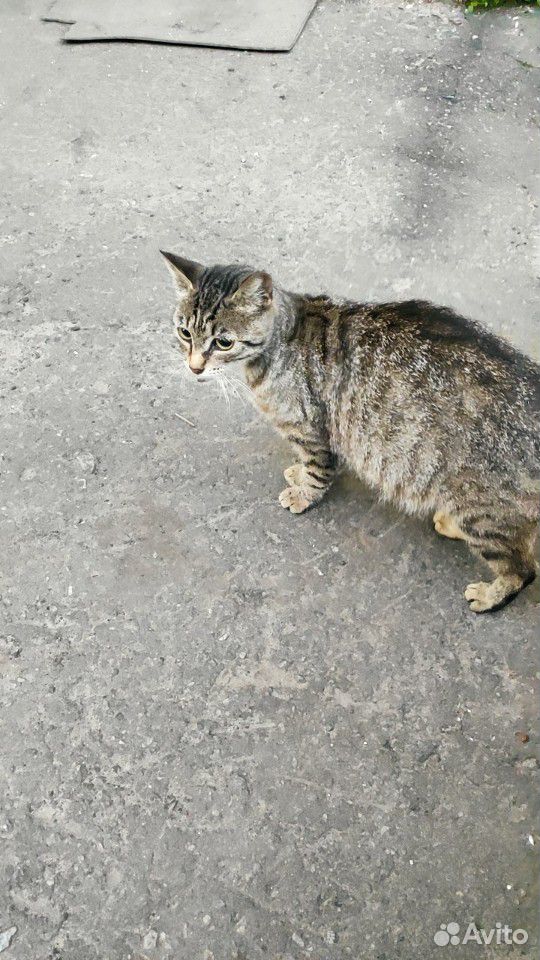 Беременная кошка ищет дом/помощь купить на Зозу.ру - фотография № 3