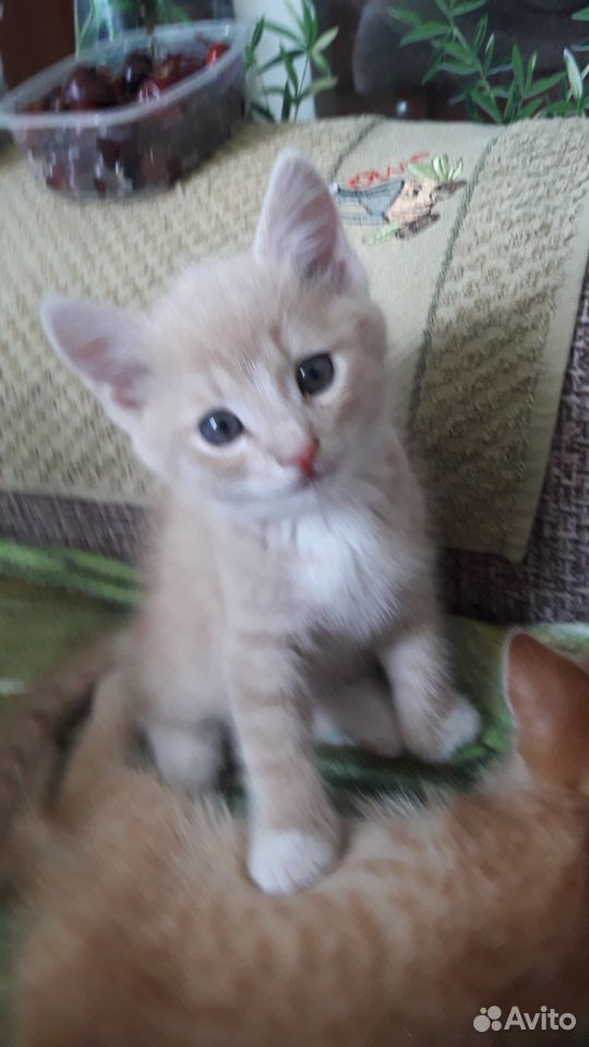 Персиковый котик(1.5 месяца) ищет семью купить на Зозу.ру - фотография № 1