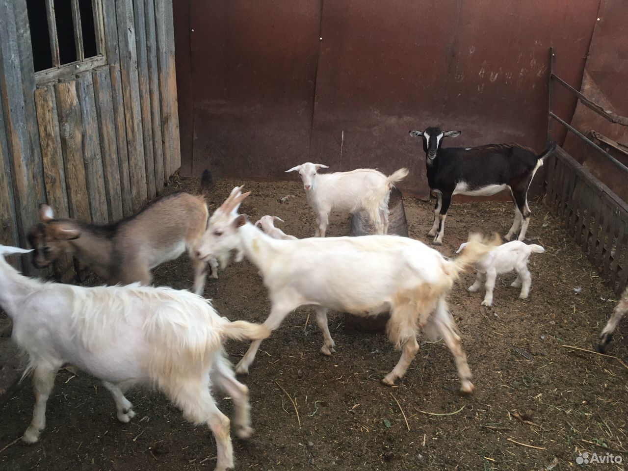 Овцы,козы купить на Зозу.ру - фотография № 3