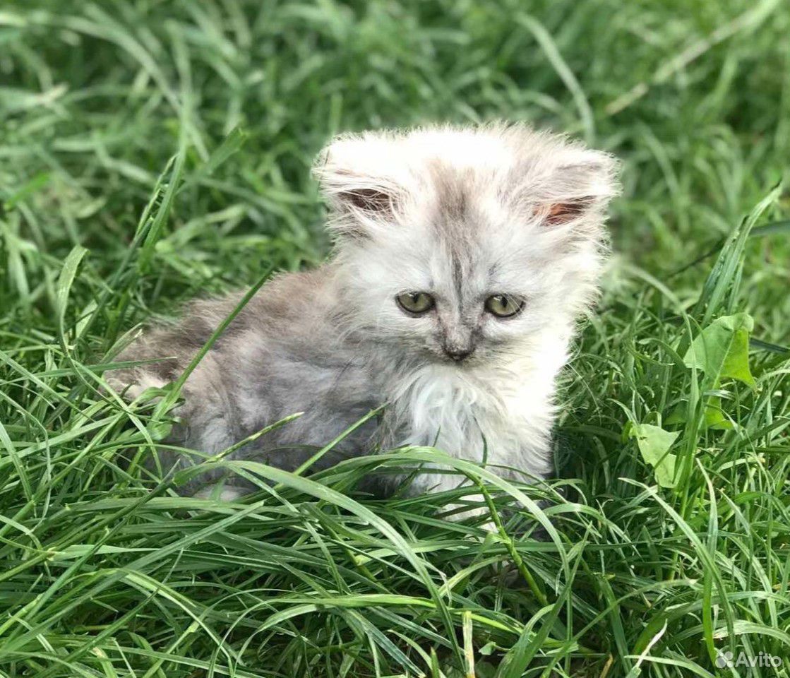 Raisa lily. Милые котики. Милашка 1. Милашка 1. Милашка эмма.