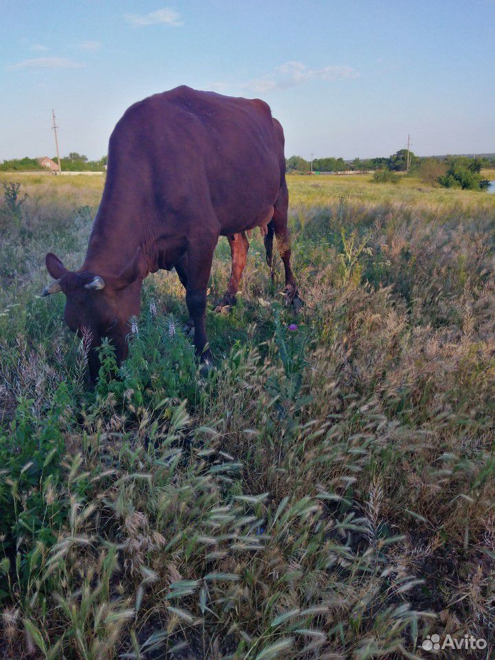 Молодая корова купить на Зозу.ру - фотография № 4