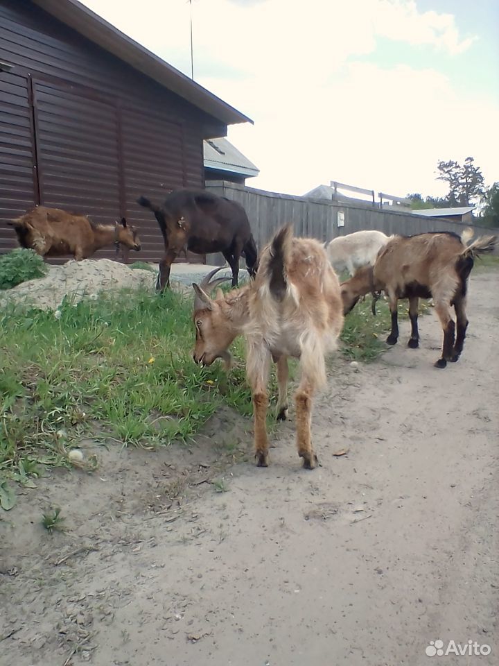 Продам дойных коз купить на Зозу.ру - фотография № 1