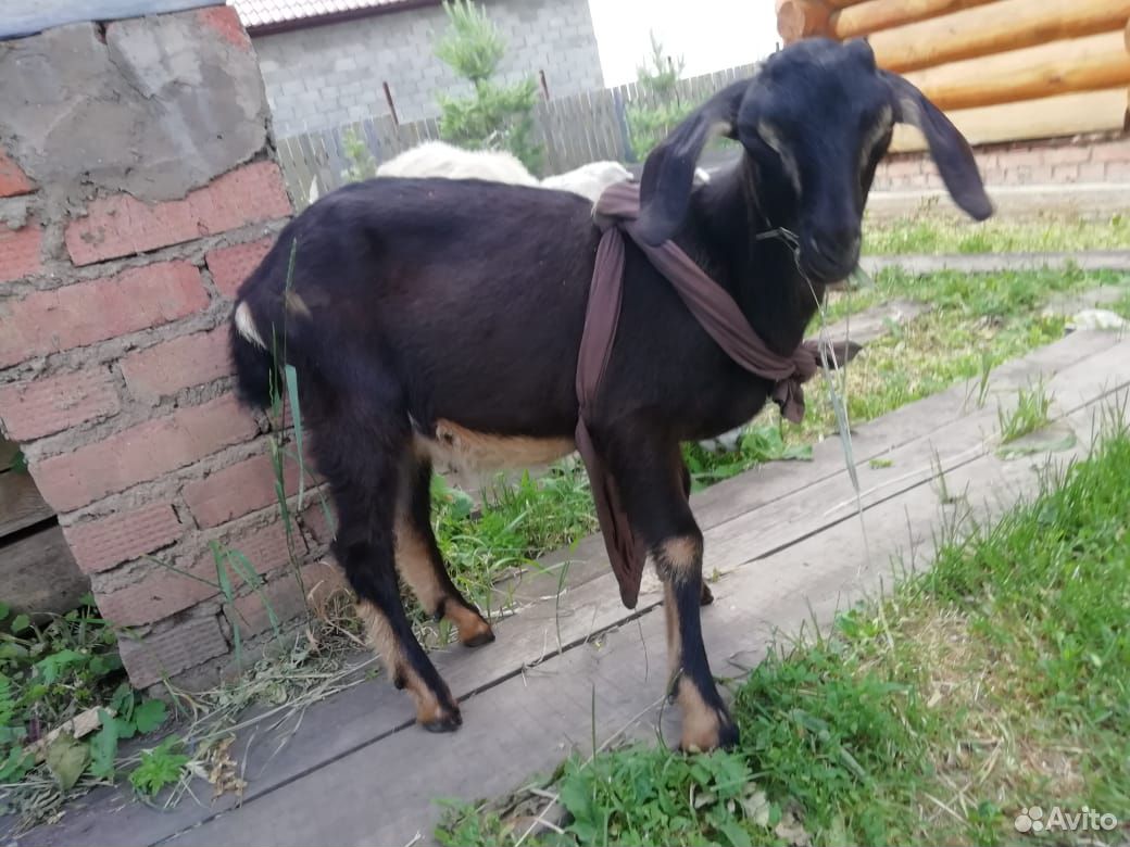 Продам коз купить на Зозу.ру - фотография № 4