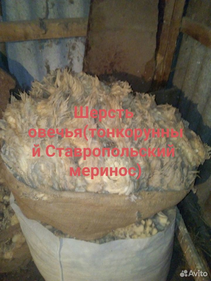 Шерсть овечья, (Ставропольский тонкорунный меринос купить на Зозу.ру - фотография № 1