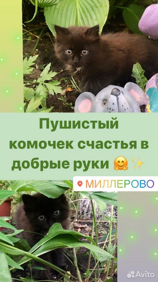 Пушистый котёнок ищет своего хозяина купить на Зозу.ру - фотография № 2