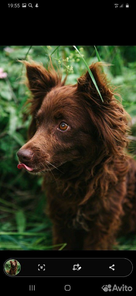 Брауни, небольшая шикарная собачка в добрые руки купить на Зозу.ру - фотография № 4