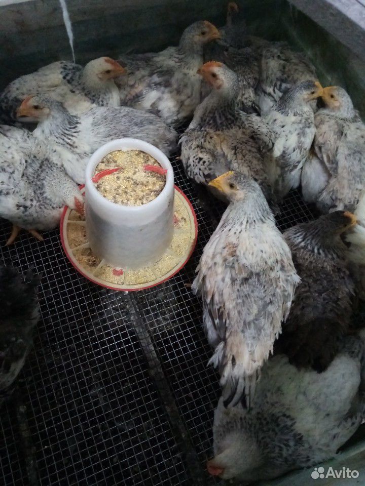Тушка цыплёнка купить на Зозу.ру - фотография № 2