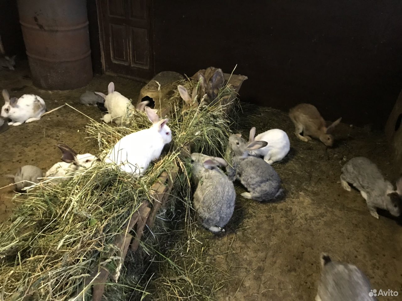 Кролики мясных пород купить на Зозу.ру - фотография № 2