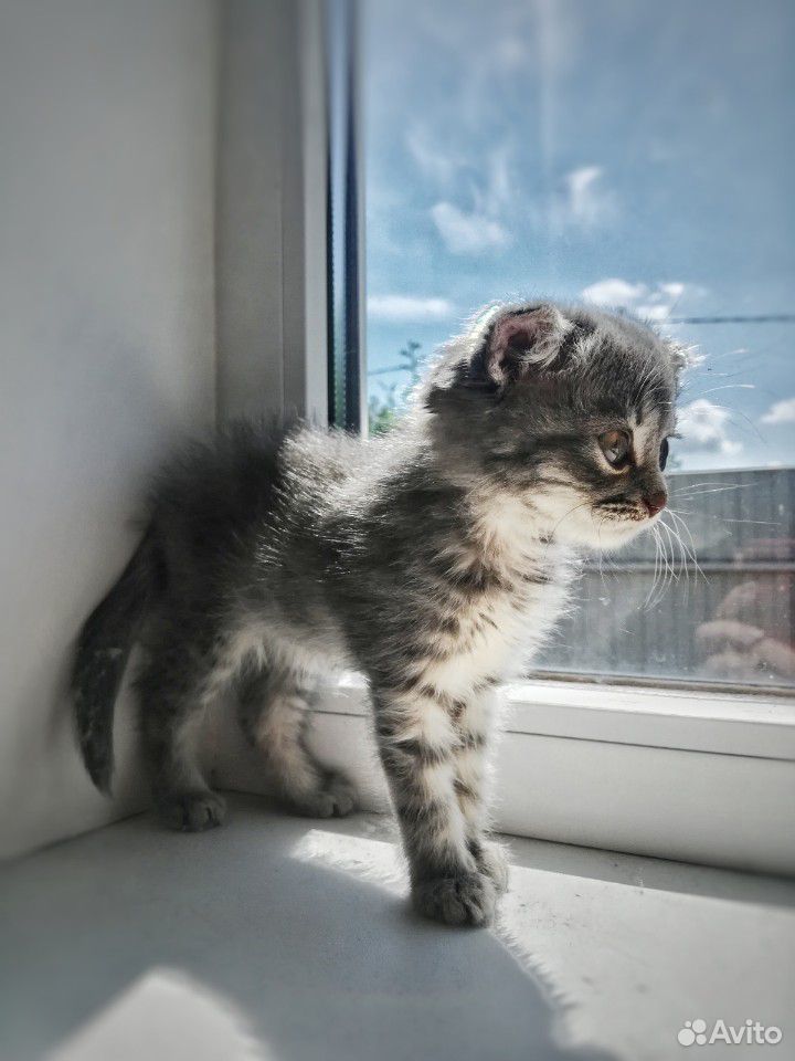 Шoтланские котята купить на Зозу.ру - фотография № 1