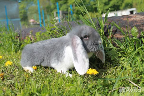 Кролик французский баран купить на Зозу.ру - фотография № 1