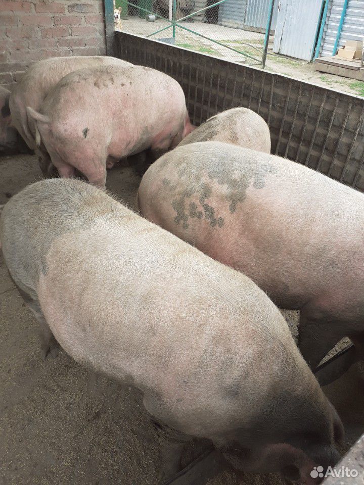 Домашние свиньи купить на Зозу.ру - фотография № 4