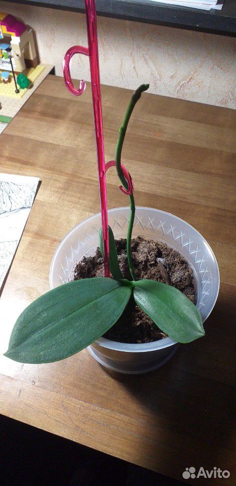 Орхидея, фаленопсис купить на Зозу.ру - фотография № 4