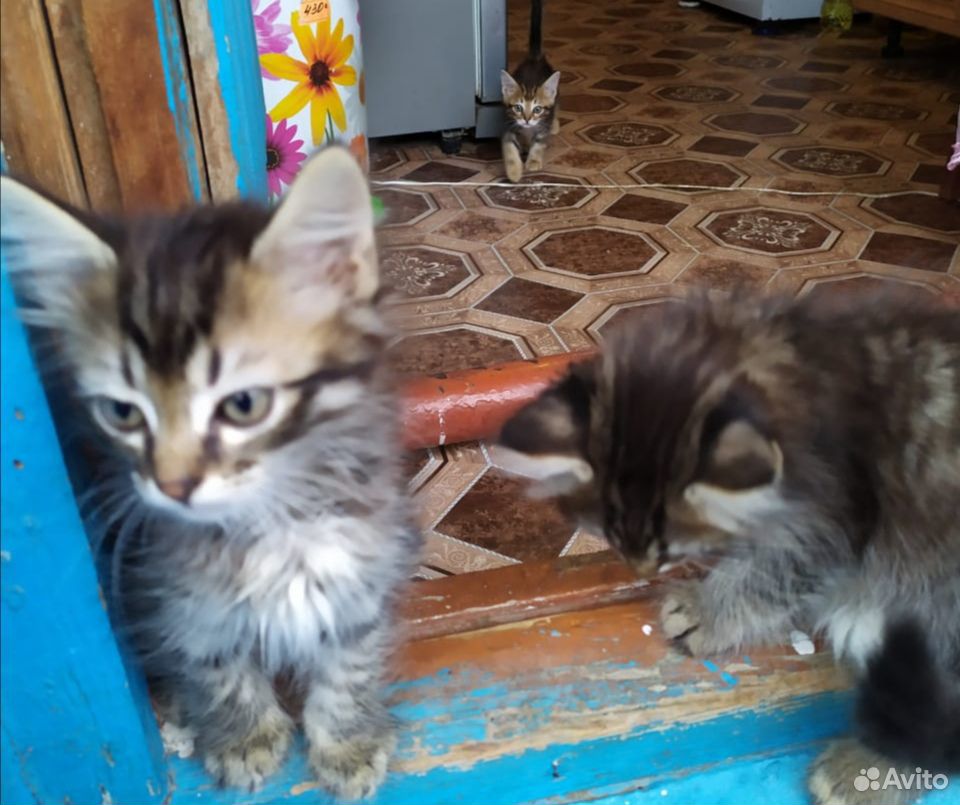 Милые котики и кошки купить на Зозу.ру - фотография № 2
