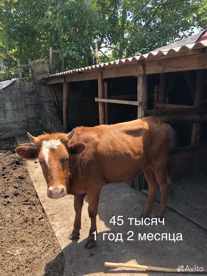 Корова, бык, телята купить на Зозу.ру - фотография № 2
