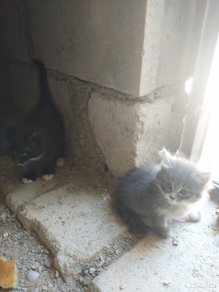 Кошка с котятами Отдам в добрые руки купить на Зозу.ру - фотография № 1