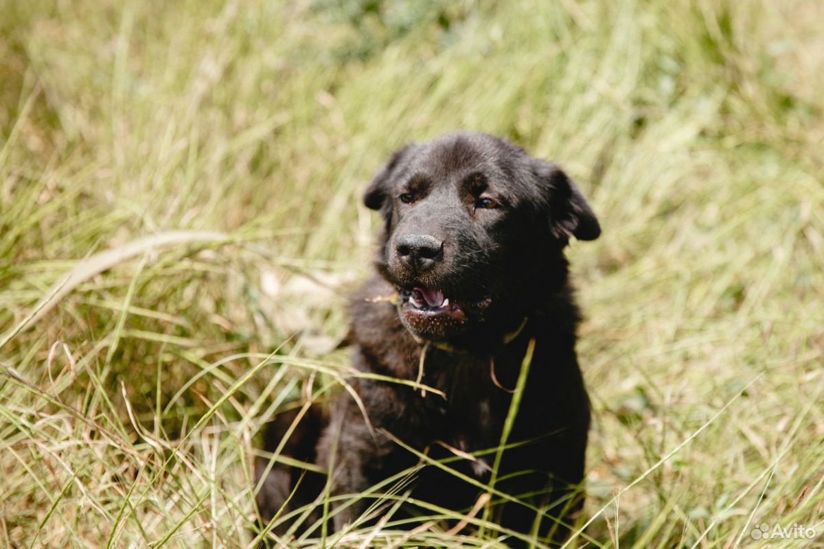 Собака Шоколадка ищет дом купить на Зозу.ру - фотография № 1