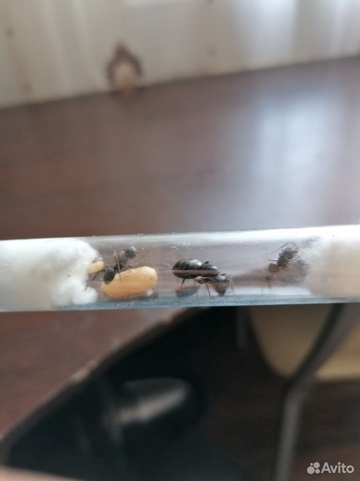 Camponotus vagus (муравей-древоточец) купить на Зозу.ру - фотография № 2